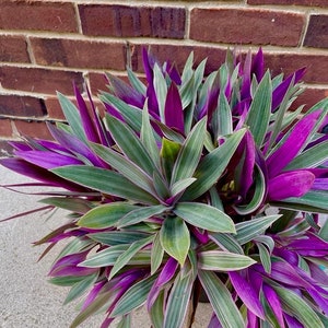 Rare Tradescantia - Rhoeo tricolor - purple variegated wandering Jew -  Mosses in the cradle - Beautiful Easy Care indoor plant