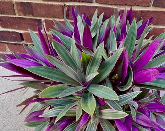 Rare Tradescantia - Rhoeo tricolor - purple variegated wandering Jew -  Mosses in the cradle - Beautiful Easy Care indoor plant