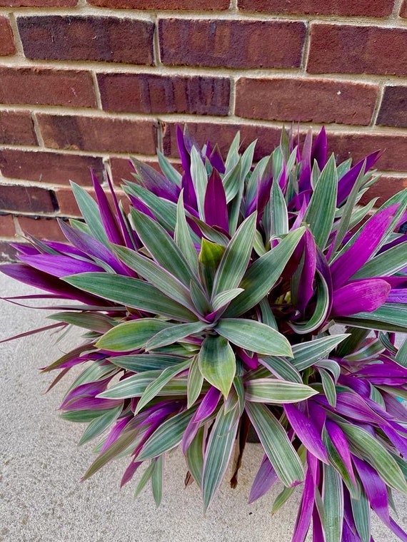 Image Morgan Moses image beautiful image beautiful image beautiful image beautiful image beautiful image beautiful image beautiful image beautiful image beautiful image beautiful - Buy Rare Tradescantia - Rhoeo Tricolor - Purple Variegated ...