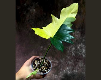 フィロデンドロン アタバポエンセ 斑入り 超レア 完全一致鉢植え