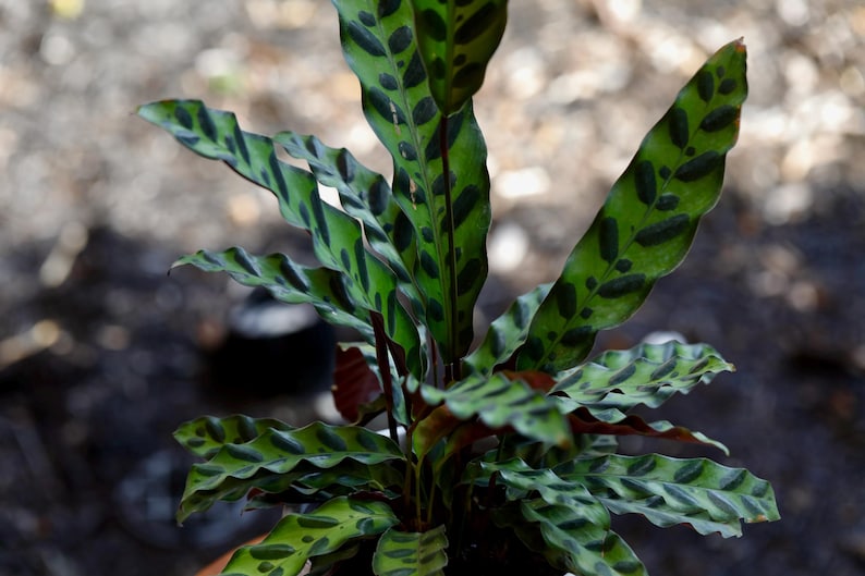 PlantVers Calathea Lancifolia - Thumbnail 2
