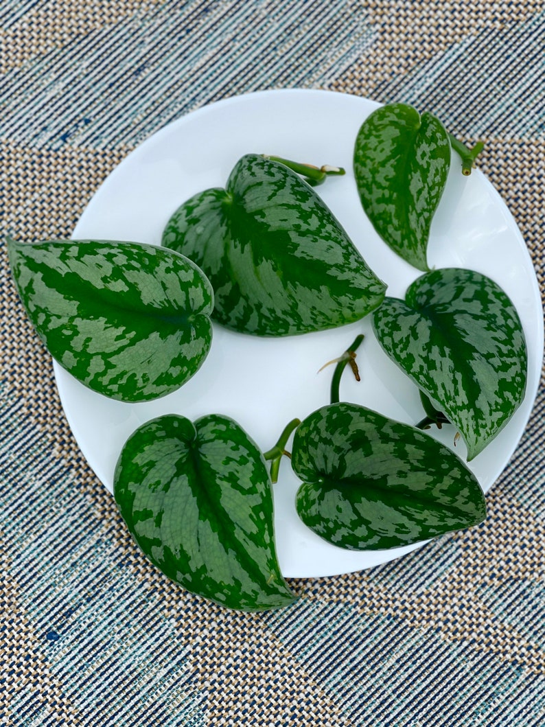 May include: A collection of green and silver-patterned leaves arranged on a white plate. The leaves have a heart shape and are likely from a plant, possibly for propagation or display. The plate is set against a textured background.