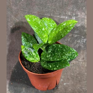 Hoya Carnosa Freckled Splash Established Plant - Rare Dark Green Leaves with Silvery Flecks - Live Indoor Houseplant in Grow Pot
