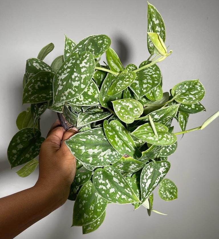 Silver Satin Pothos - Scindapsus Pictus Argyraeus - Silver Pothos