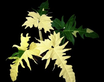 May include: A Philodendron Florida Ghost plant featuring deeply lobed, serrated leaves. The foliage displays a striking variegated pattern with large sections of creamy white and deep forest green, growing from a central dark plastic nursery pot.