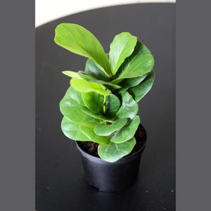 May include: A small green ficus lyrata plant in a black plastic pot. The plant has large, glossy leaves.