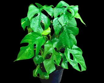 Rare Monstera Minima | Rhaphidophora Tetrasperma | Mini Monstera | Indoor Plants | Similar Plant as pictures