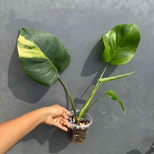 Super Rare Variegated Monstera Green on Green Plant - Variegated Monstera Top Cut Potted Plant - Collector&#39;s Indoor SAME Plant - US Seller