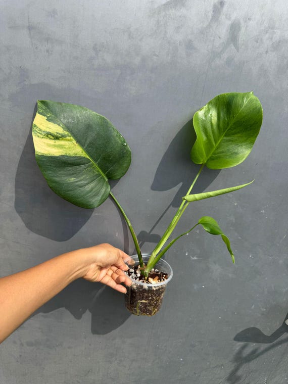 Super Rare Variegated Monstera Green on Green Plant - Variegated