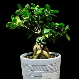 Ficus Microcarpa Ginseng in 5&quot; Pot-Bonsai Plant-Funny New Doctor Gift-Plant Lover Gift-Plant Mom Dad Gift-Office Gift