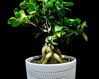 Ficus Microcarpa 'Ginseng' in 5" Pot-Bonsai Plant-Funny New Doctor Gift-Plant Lover Gift-Plant Mom Dad Gift-Office Gift