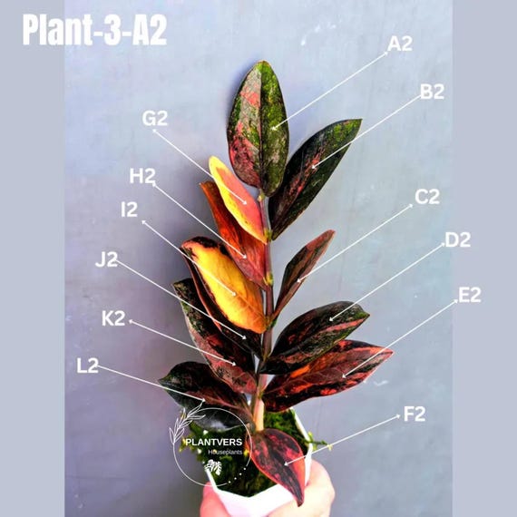 Variegated ZZ Raven Plant Cutting- Black Zamioculcas Multi Color