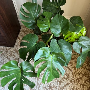 May include: A lush, vibrant Monstera plant with large, split leaves in varying shades of green. The plant is in a decorative pot, and a tall, green glass vase is visible in the background. The plant sits on a patterned rug.