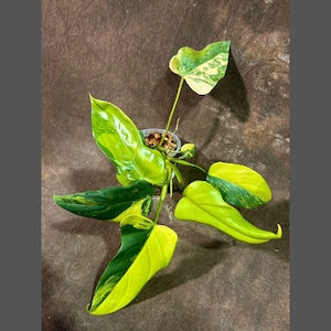 High Variegated Philodendron Bipennifolium in a Nursery Pot - Philodendron Bipennifolium Plant - Exact SAME Plant - US Seller