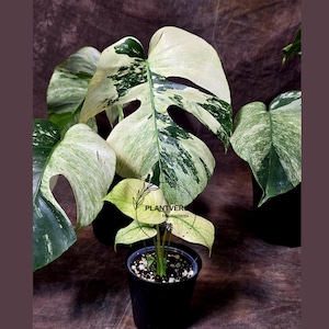 May include: A collection of potted Monstera plants with large, variegated leaves. The leaves display a mix of green and creamy white patterns. The plants are in black pots, and the background is a dark brown.
