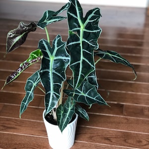 May include: A potted Alocasia plant with large, dark green leaves with white veins. The plant is in a white ceramic pot with a textured surface.