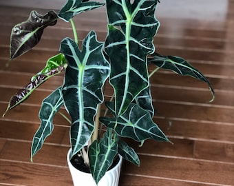 Alocasia Amazonica 4 Inch Pot- Large alocasia plant - low light indoor plants - Alocasia houseplant - Gift plant