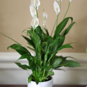 May include: A potted peace lily plant with white flowers and green leaves. The plant is in a white, textured ceramic pot. The background is a neutral beige color.