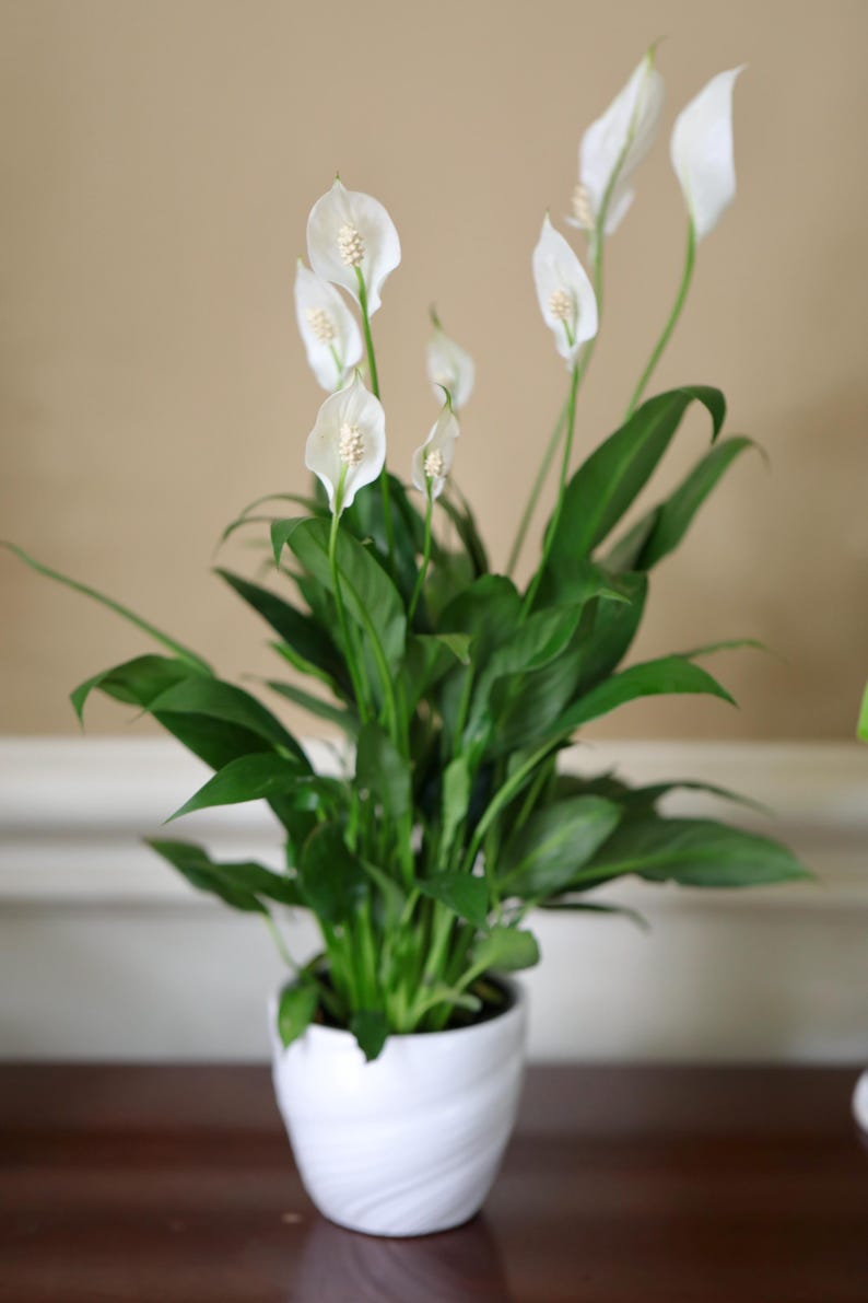 May include: A potted peace lily plant with white flowers and green leaves. The plant is in a white, textured ceramic pot. The background is a neutral beige color.