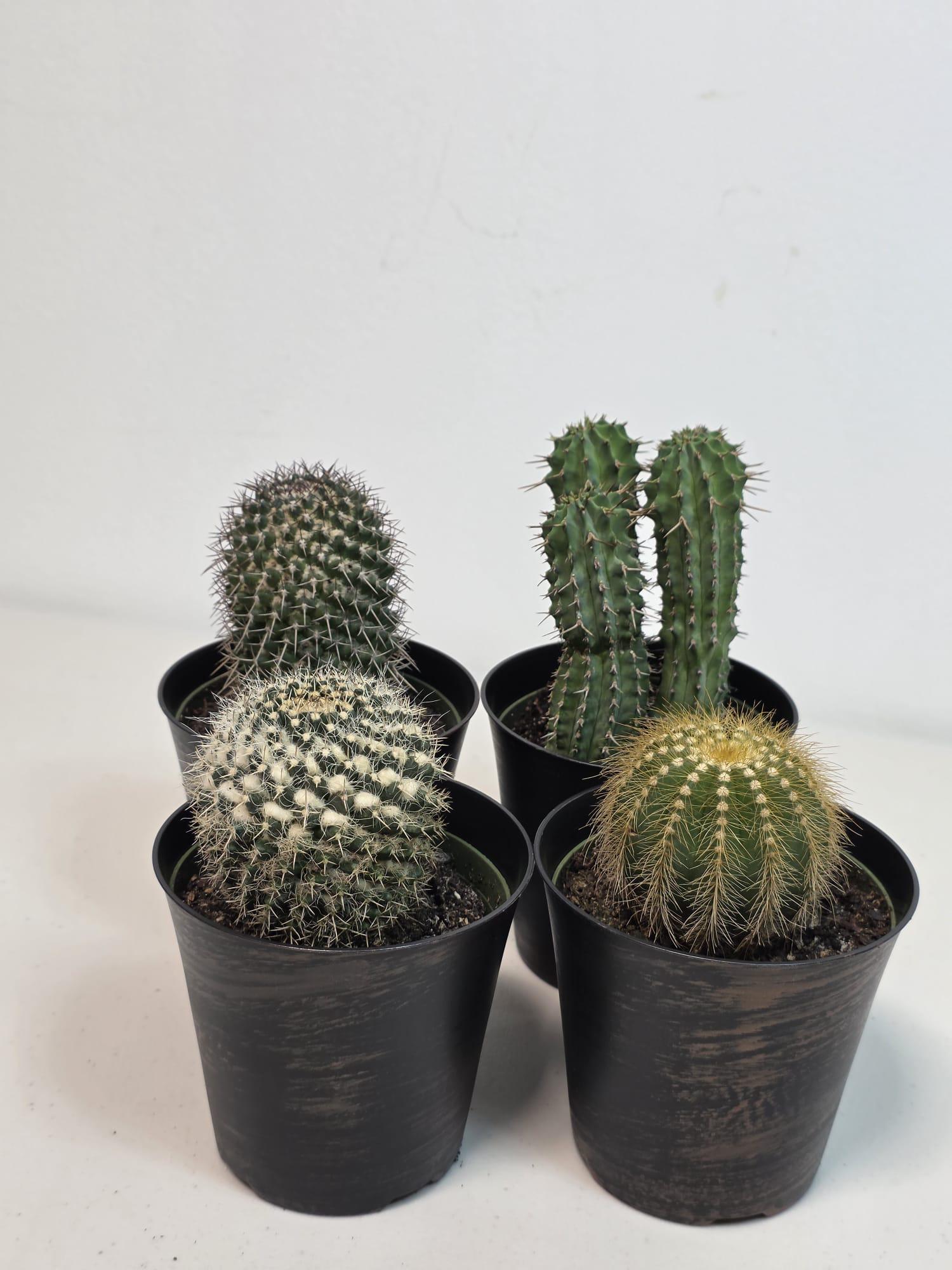 Assorted Live Cactus Plants Set in 4