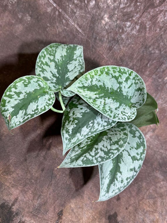 Scindapsus Silver Exotica Plant in 4" Grow Pot - Silver Satin Pothos Large Leaf Plant - Rare Vining Indoor Plant - Scindapsus Pictus Exotica