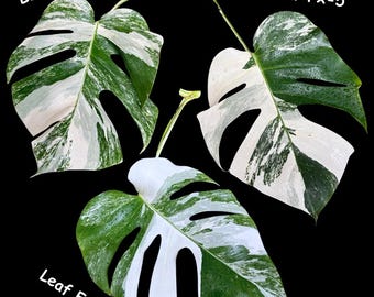 Monstera Albo - Rare Variegated Monstera Borsigiana Albo - USA seller - Grower's Choice