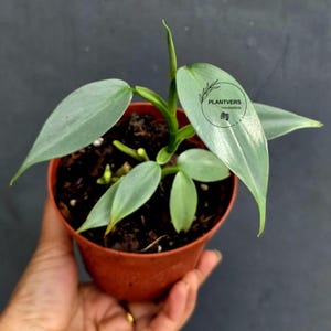 May include: A small potted plant with silvery-green leaves. The plant is in a terracotta-colored pot filled with dark soil. The leaves are oval-shaped and have a slight sheen. The image includes the text "PLANTVERS Houseplants".