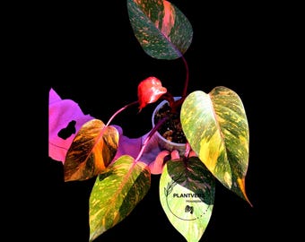 Variegated Philodendron Orange Princess Live Plant - Rare Variegated Philodendron - Indoor Houseplant - Exact Plant - US Seller
