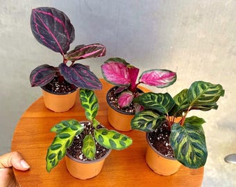 その他観葉植物 scindapsus garawa Scindapsus Garawa | P-Leaves' POP