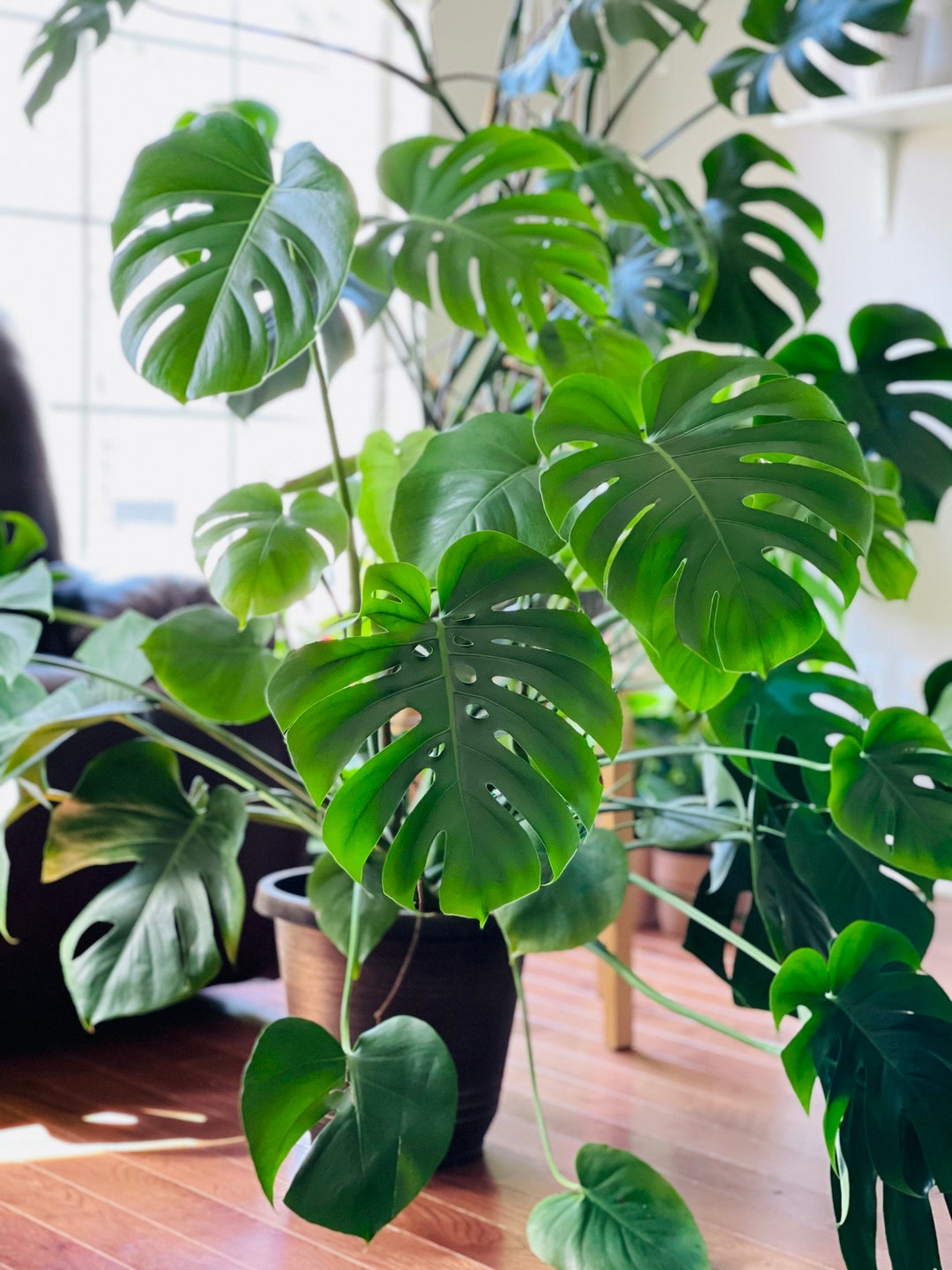 Monstera Deliciousa in a Nursery Pot, Easy Care Indoor Plant, Low Light Houseplant, Air