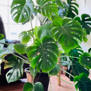 Monstera Deliciousa in a nursery pot, easy care indoor plant, low light houseplant, Air purifying Rare Monstera plant