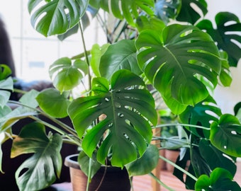 Monstera Deliciousa in a nursery pot, easy care indoor plant, low light houseplant, Air purifying Rare Monstera plant