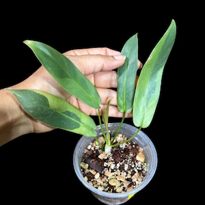 Philodendron Atabapoense Variegated Super Rare Exact Pot - Collector&#39;s Plant - Exact Same Live Plant - US Seller - Variegated Atabapoense