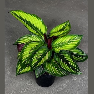 Calathea Beauty Star in 4" Nursery Pot - Prayer Plant - Striped Tropical Foliage Houseplant - Pet Friendly Indoor - Vibrant Patterned Leaf