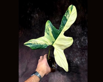 超絶希少❗️美斑❗️フィロデンドロン　アタバポエンセ　斑入り✨ 園芸ネット本店｜フィロデンドロン：アタバポエンセ 6号鉢植え の通販