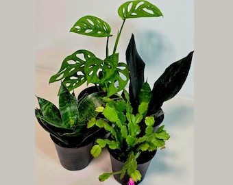 6PK 3-pot Live Plant Collection, No Duplicates for up to Three Packs (18  Plants), Live Indoor Houseplants, Live House Plants, Easy to Grow - Etsy