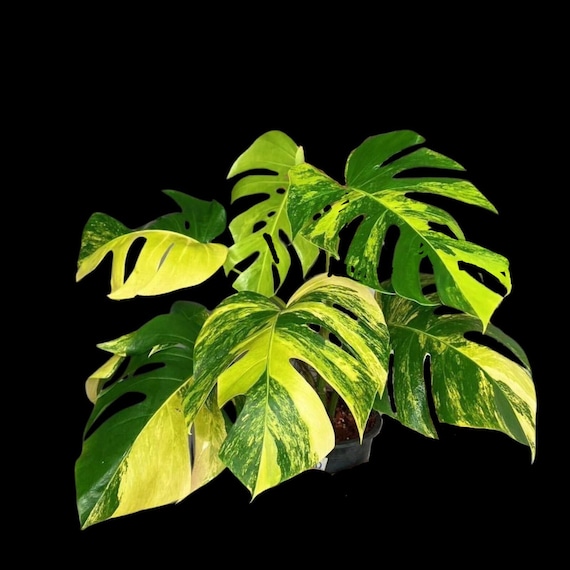 Monstera borsigiana 'Aurea' - Tropics @Home