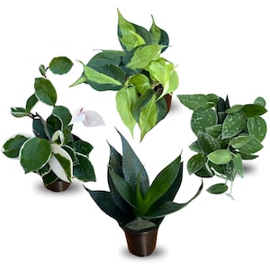 May include: Four potted houseplants are displayed against a white background. The plants include a snake plant, a pothos with green and yellow leaves, a plant with white and green leaves, and a plant with silver and green leaves. The pots are dark brown.