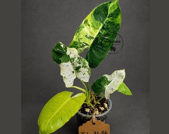 Philodendron Burle Marx White Snow Live Plant - Rare White Variegated Philodendron - Collector Aroid Exact Same Plant - US Seller
