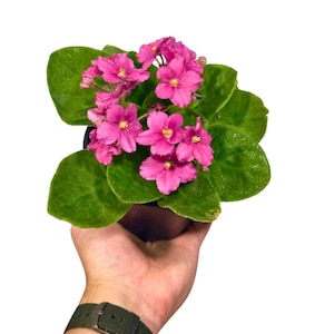 May include: A potted African violet plant with vibrant pink flowers and lush green leaves. The plant is held in a dark pot, showcasing the contrast between the bright blooms and the foliage. The flowers have yellow centers.