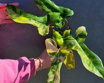 Super Rare Variegated Philodendron Florida Beauty x Billietiae - Best Gift Pant - Exact Same Plant - US Seller - Extremely Rare Live Plant