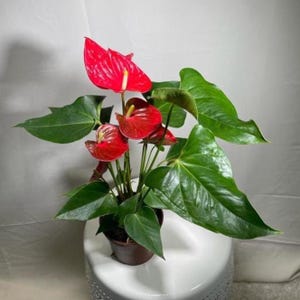 pachira bonsai Money Tree Bonsai (Pachira Aquatica) in 5