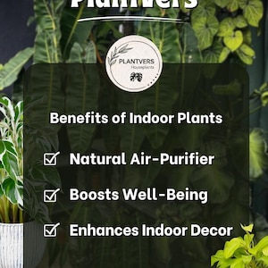 May include: An image promoting the benefits of indoor plants. The text reads "PlantVers" and "Benefits of Indoor Plants". The benefits listed are "Natural Air-Purifier", "Boosts Well-Being", and "Enhances Indoor Decor". The background features lush green plants.