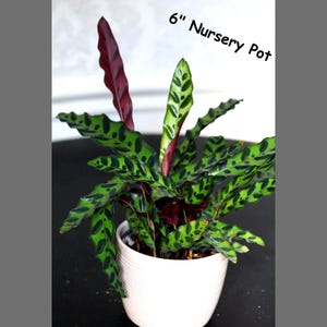 May include: A Calathea plant in a 6-inch white nursery pot. The plant has vibrant green leaves with dark green spots and a deep burgundy underside. The text "6" Nursery Pot" is visible in the image.