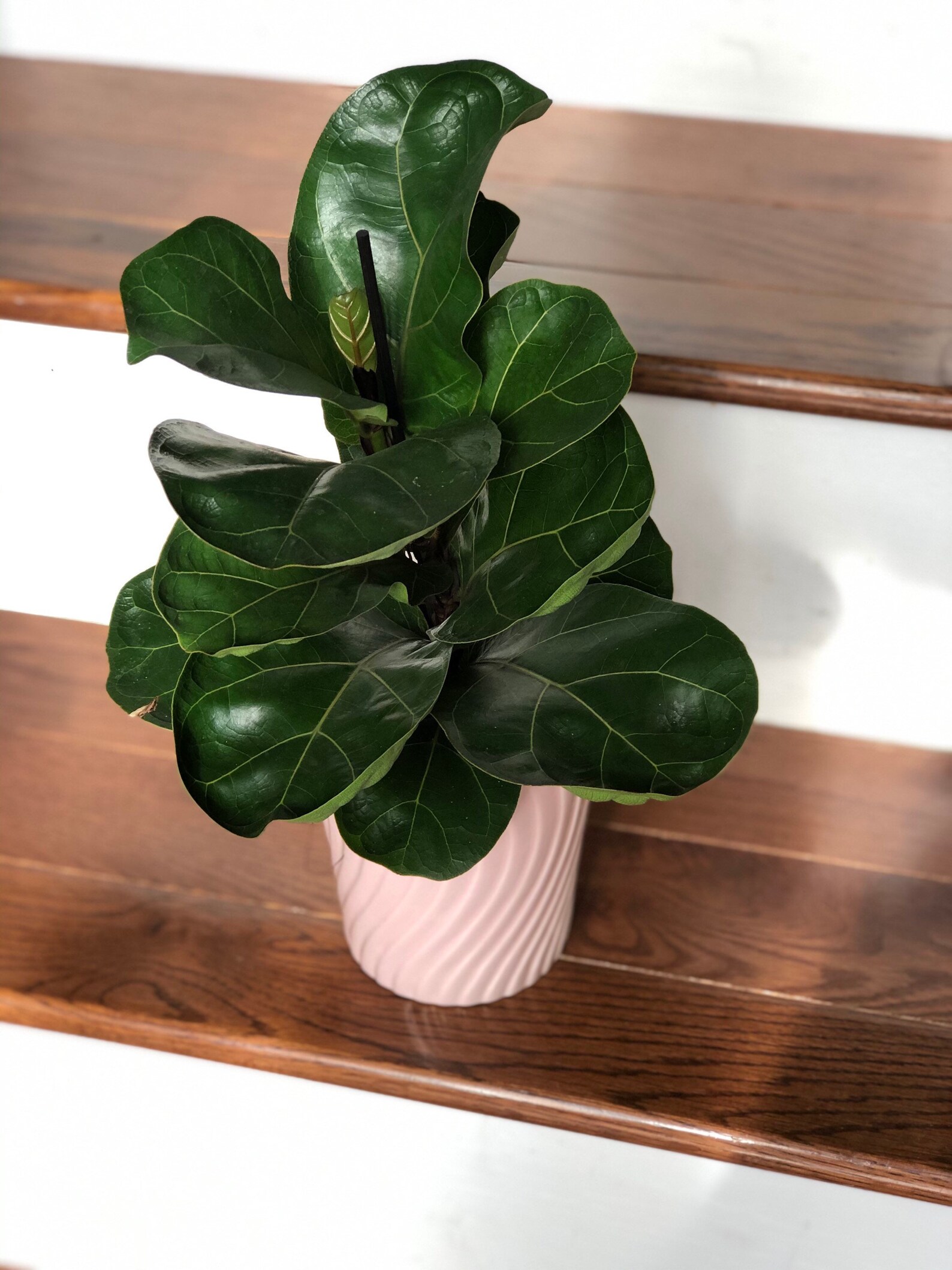 Fiddle Leaf Fig Tree in a 4 nursery pot Elegant houseplant Etsy