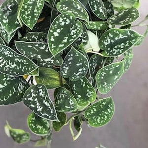 May include: Close-up of a Scindapsus pictus plant, also known as Satin Pothos. The plant features heart-shaped, dark green leaves with irregular silver-white variegation. The leaves are dense and overlapping, creating a lush, textured appearance.