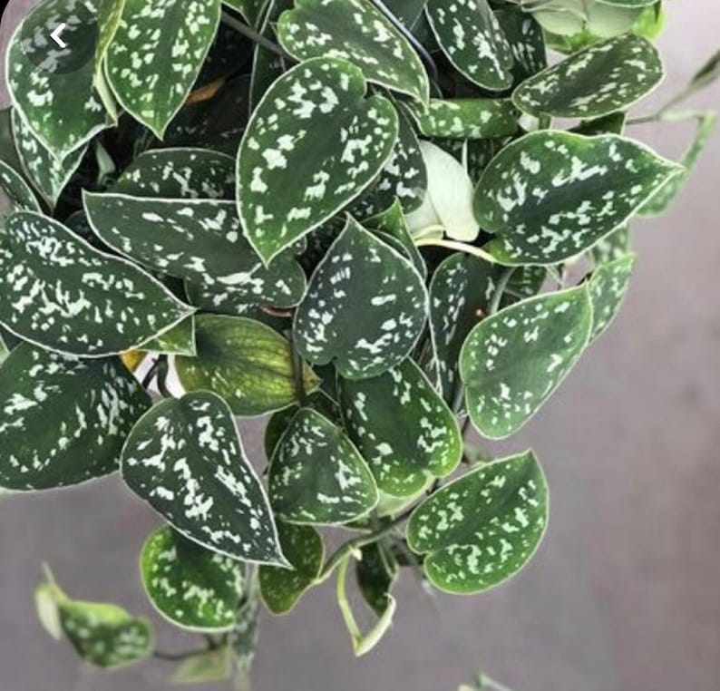 May include: Close-up of a Scindapsus pictus plant, also known as Satin Pothos. The plant features heart-shaped, dark green leaves with irregular silver-white variegation. The leaves are dense and overlapping, creating a lush, textured appearance.
