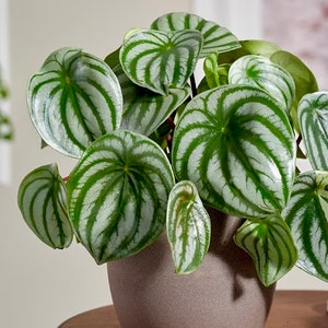 May include: A close-up of a Peperomia plant with round, green leaves featuring silver stripes. The plant is potted in a brown ceramic pot. The leaves have a distinctive pattern, creating a visually appealing texture.