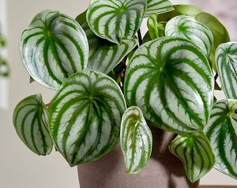 Watermelon Peperomia In 4" Nursery Pot - Large Watermelon-Striped Peperomia - Indoor succulent plant - Easy care houseplant