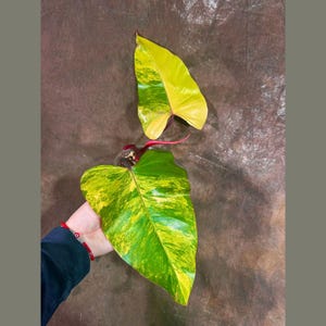 Variegated Philodendron Strawberry Shake EXACT Same Plant - Rare Variegated Strawberry Plant - Collector Plant - Gift Live Plant - US Seller